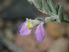 Hebecarpa macradenia