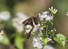 Chioides