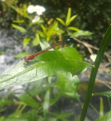 Oxyagrion terminale