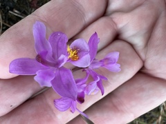 Calopogon barbatus