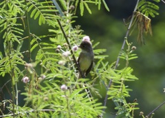 Empidonax albigularis