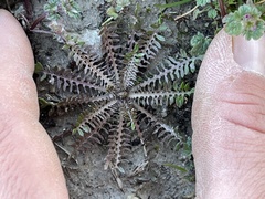 Planodes