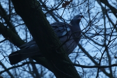 Columba palumbus