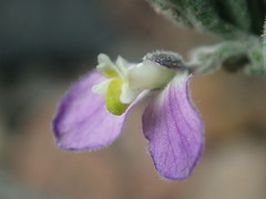 Hebecarpa macradenia