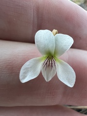 Viola vittata