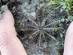 Planodes