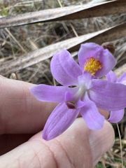 Calopogon barbatus