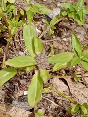 Spermacoce dasycephala