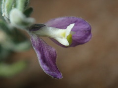 Hebecarpa macradenia