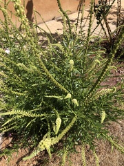 Reseda luteola