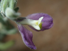 Hebecarpa macradenia