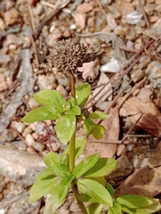 Spermacoce dasycephala