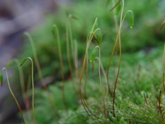 Mnium hornum