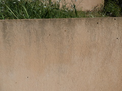 Coccinella septempunctata