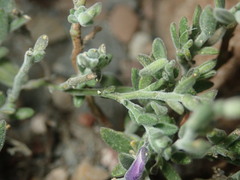 Hebecarpa macradenia