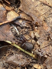 Trochosa terricola