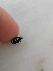 Membracis foliatafasciata