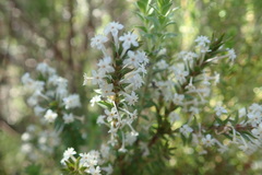 Struthiola hirsuta