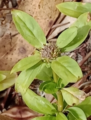 Spermacoce dasycephala