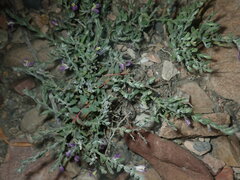 Hebecarpa macradenia