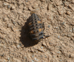 Coccinella septempunctata