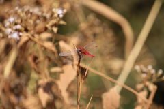 Crocothemis