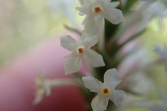Struthiola hirsuta