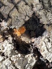 Xylaria flabelliformis