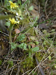 Hyoseris scabra