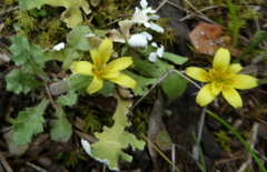 Hyoseris scabra