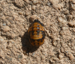 Coccinella septempunctata