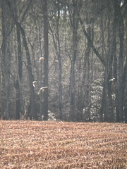 Charadrius vociferus