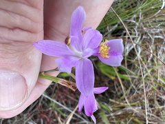 Calopogon barbatus