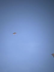 Charadrius vociferus