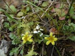 Hyoseris scabra