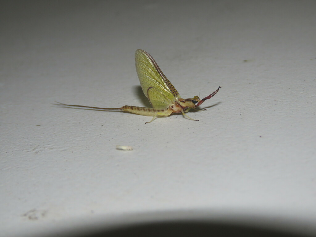 Giant Mayfly from Forest Hill Lake, White Eyes Township, OH 43824, USA ...