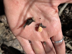 Xylaria flabelliformis