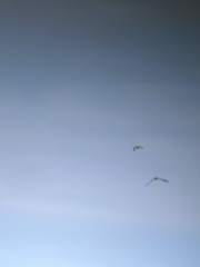 Charadrius vociferus