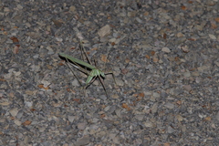 Arethaea semialata