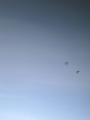 Charadrius vociferus