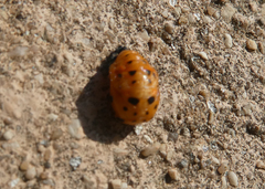 Coccinella septempunctata