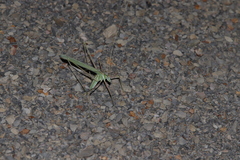 Arethaea semialata