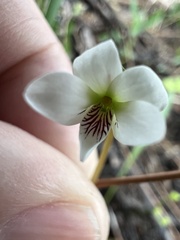 Viola vittata