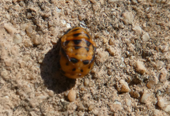 Coccinella septempunctata