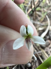 Viola vittata