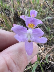 Calopogon barbatus