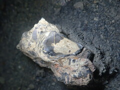 Brachiopoda