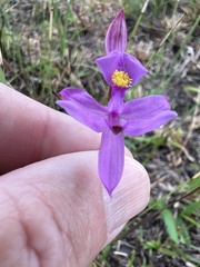 Calopogon barbatus