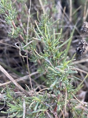 Santolina rosmarinifolia