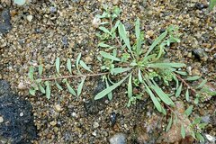 Corrigiola litoralis